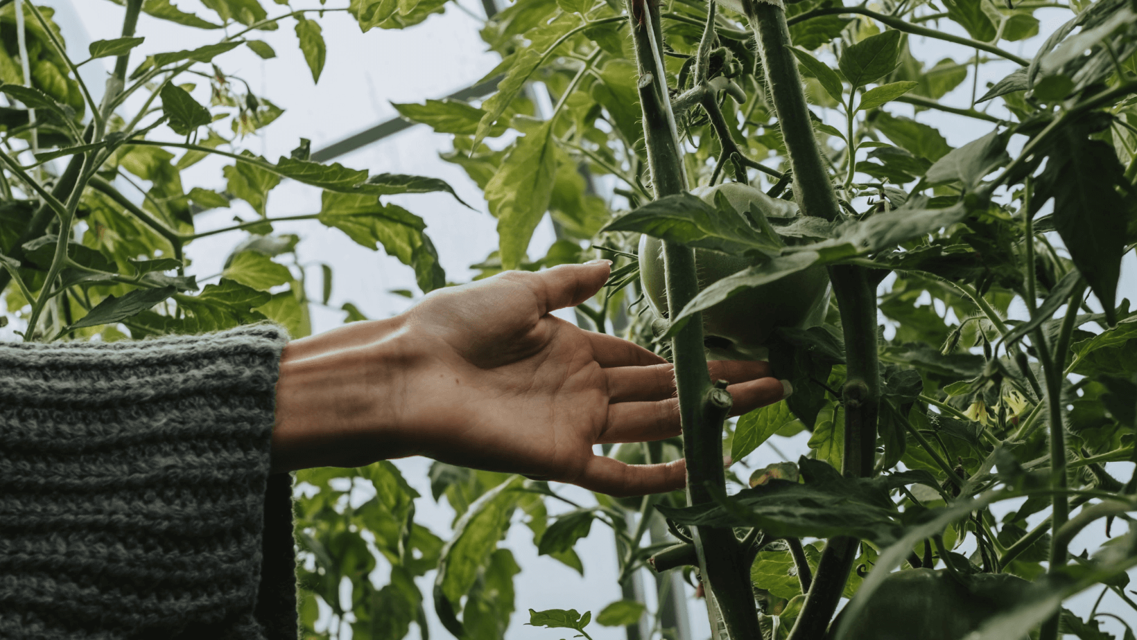 Frau hält den Zweig einer Tomatenpflanze: FNG-Siegel für nachhaltige Finanzen
