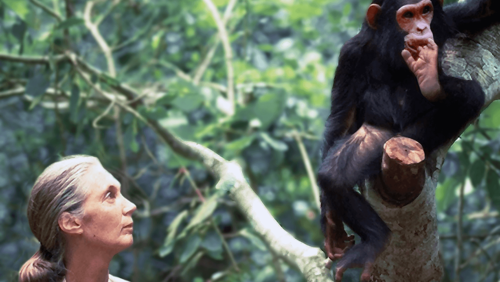 Jane Goodall: Interview zum 90. Geburtstag