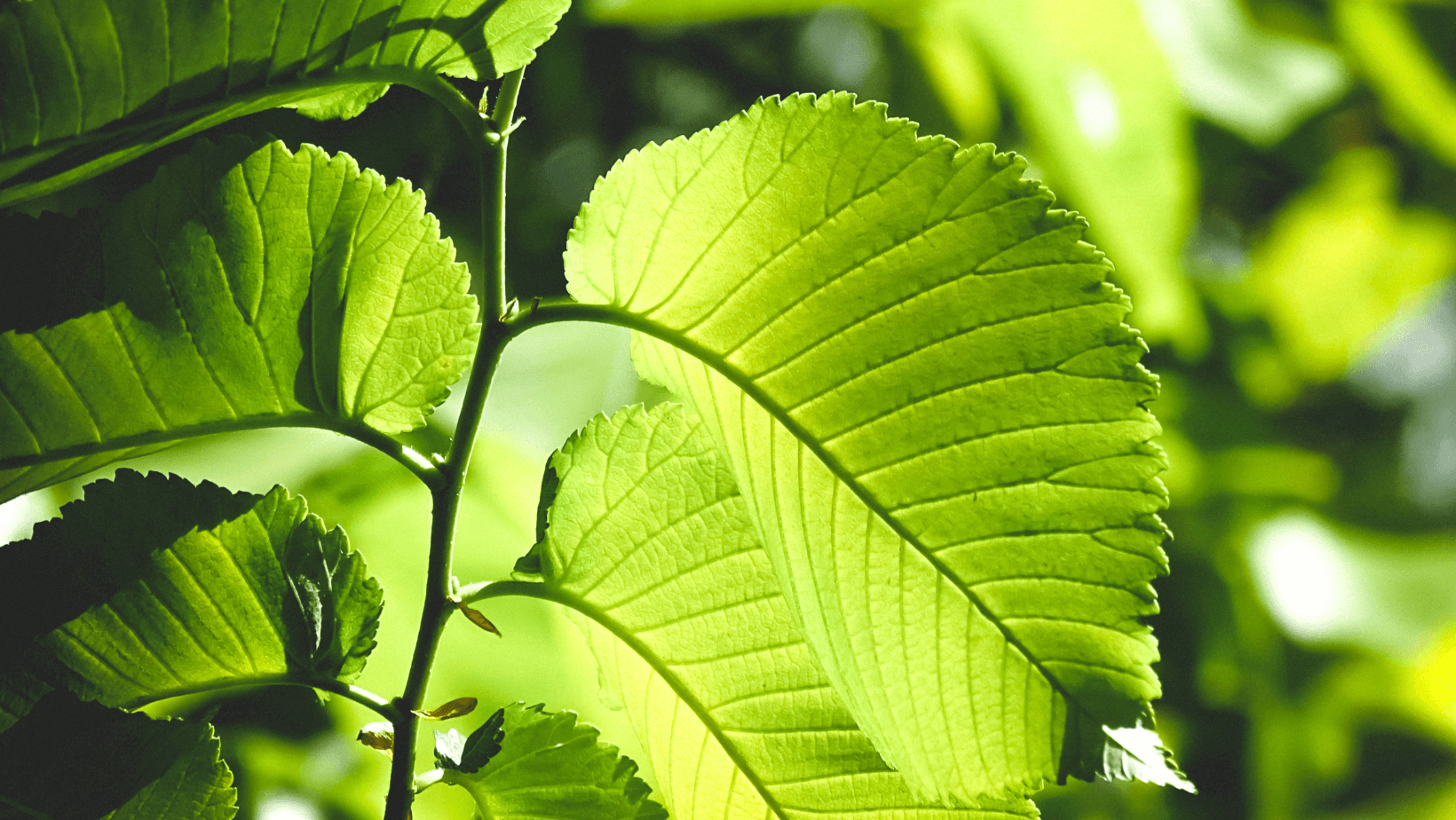 Grüne Blätter: Ökosiegel für Finanzprodukte